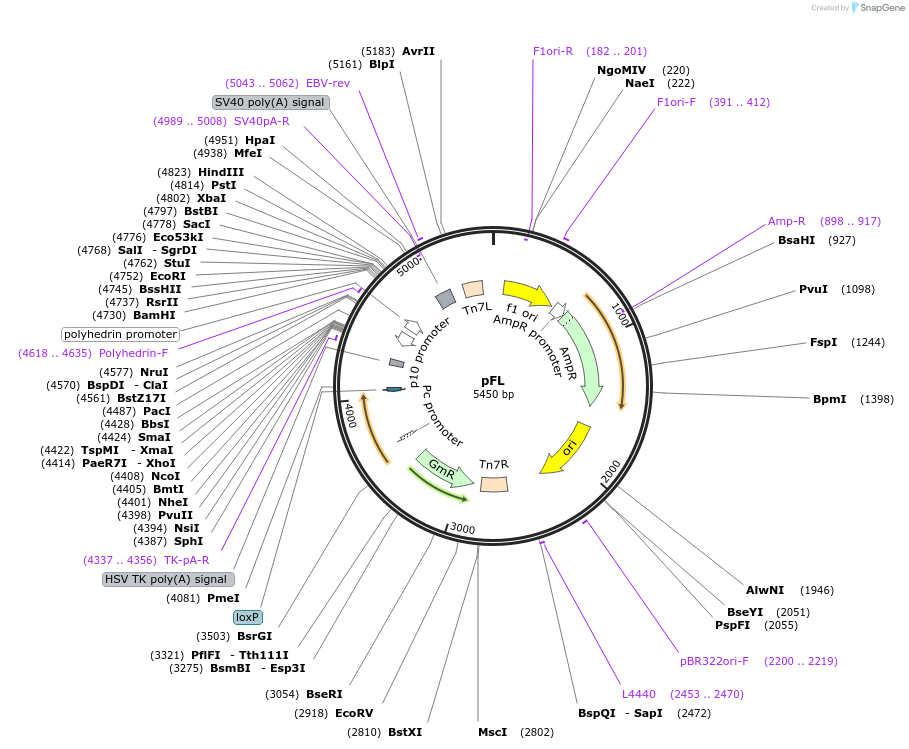 110739-plasmid-map-sequence-id-213587