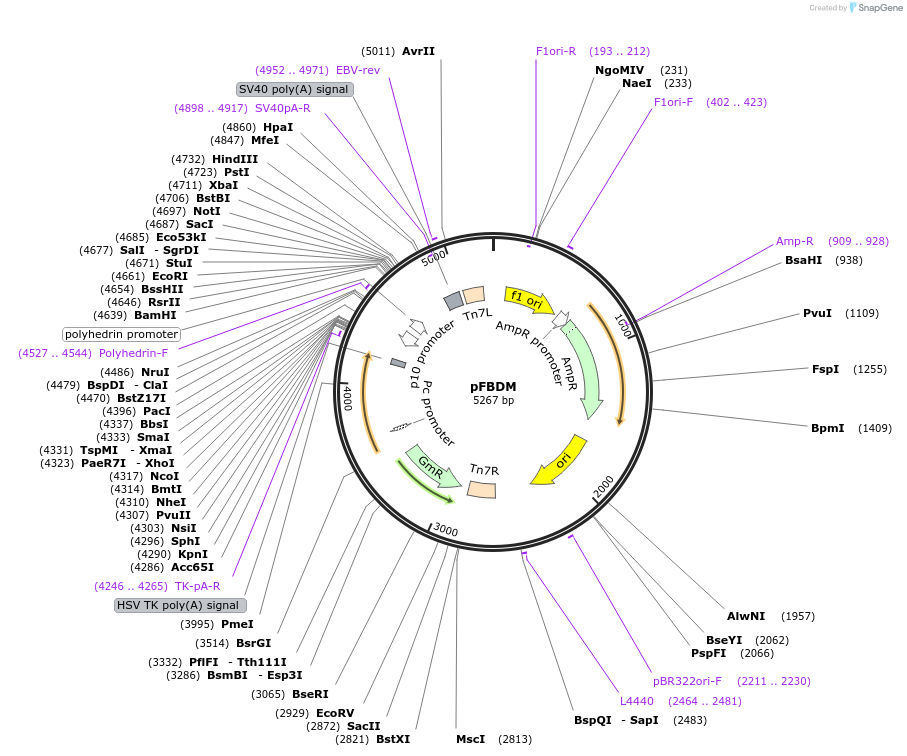 110738-plasmid-map-sequence-id-213589