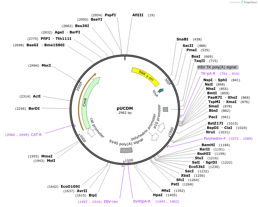 110742-plasmid-map-sequence-id-213591
