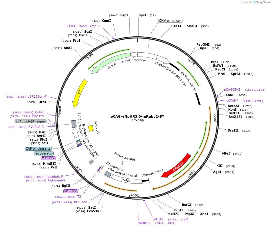 109134-plasmid-map-sequence-id-213596