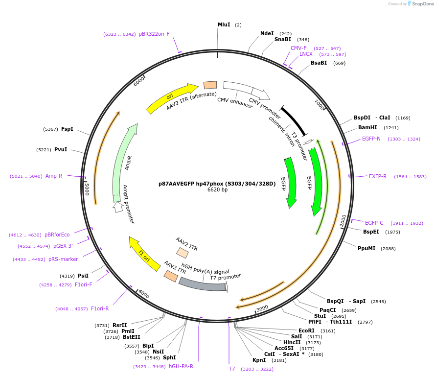 112250-plasmid-map-sequence-id-213636