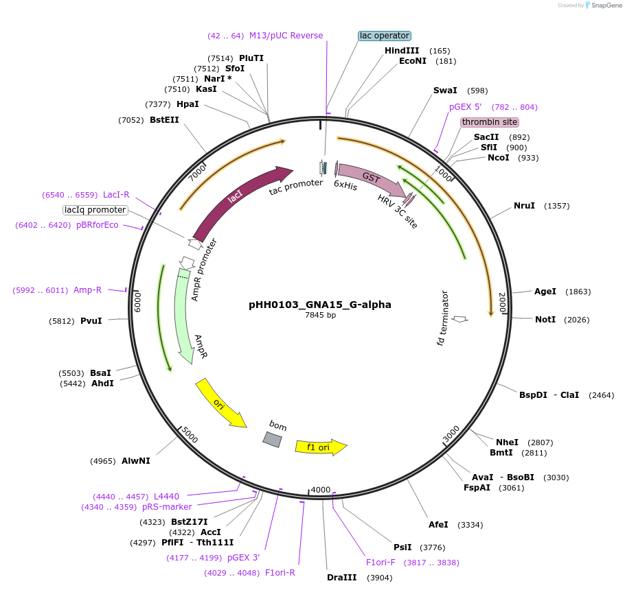 109782-plasmid-map-sequence-id-213641