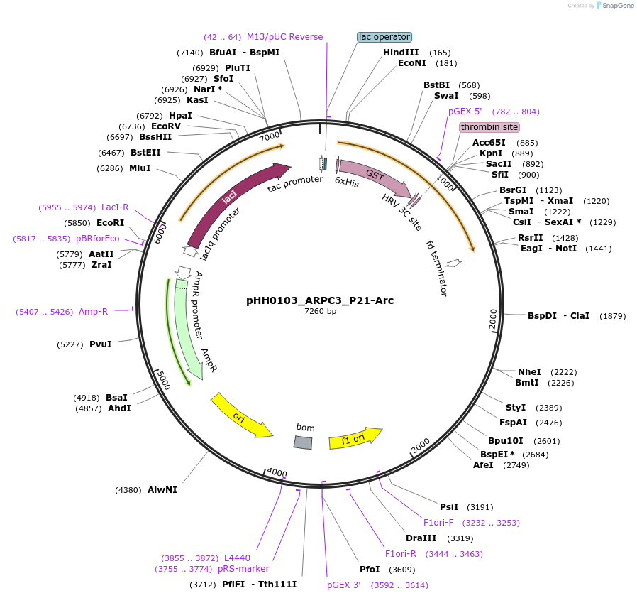 109793-plasmid-map-sequence-id-213642