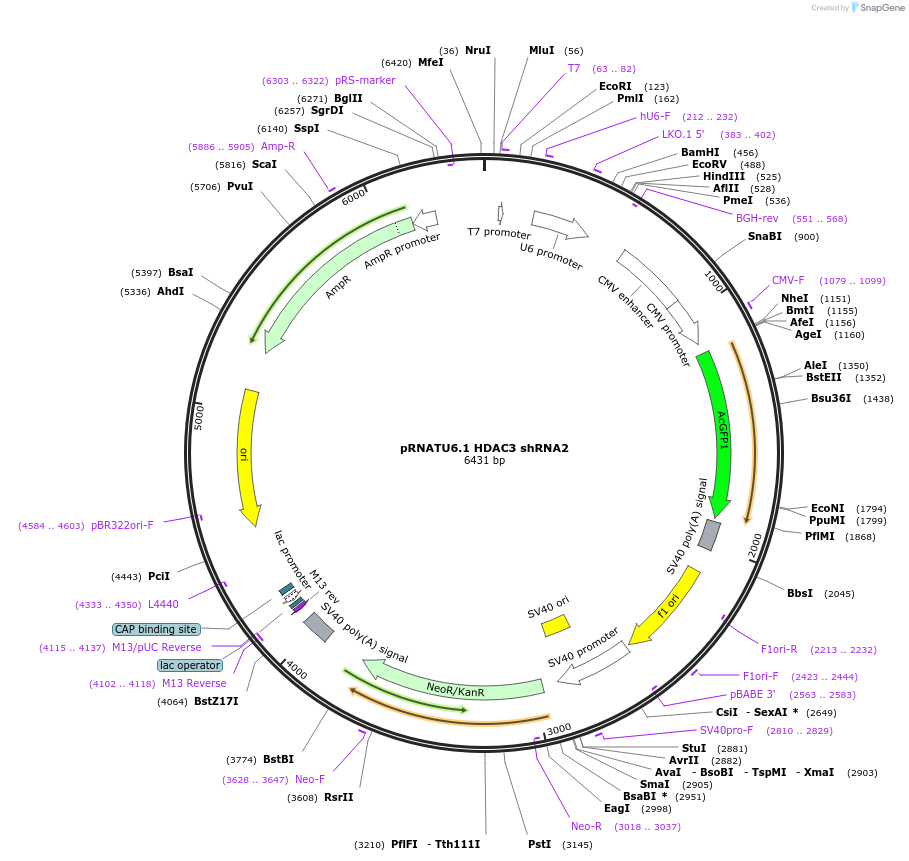 112271-plasmid-map-sequence-id-213643