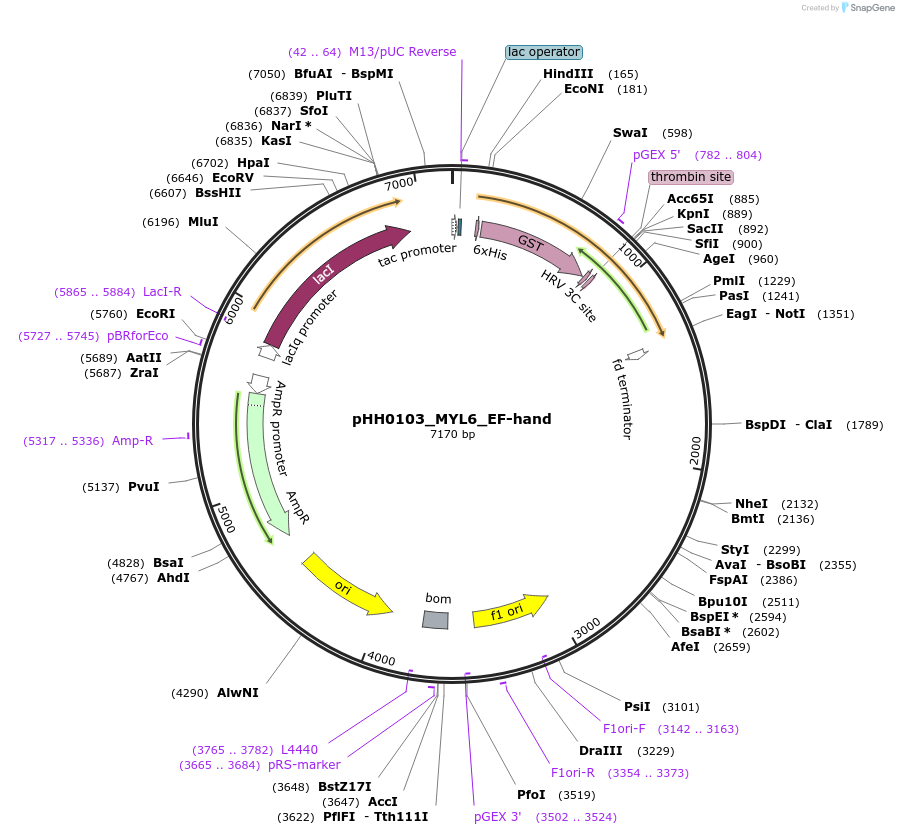 109794-plasmid-map-sequence-id-213644