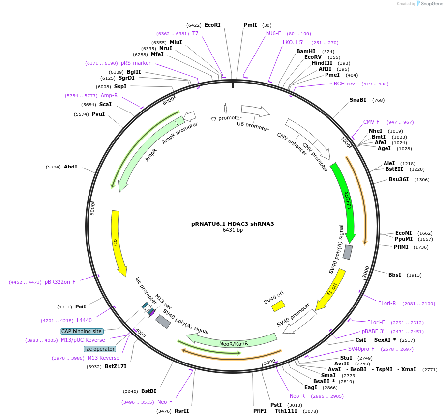 112272-plasmid-map-sequence-id-213645