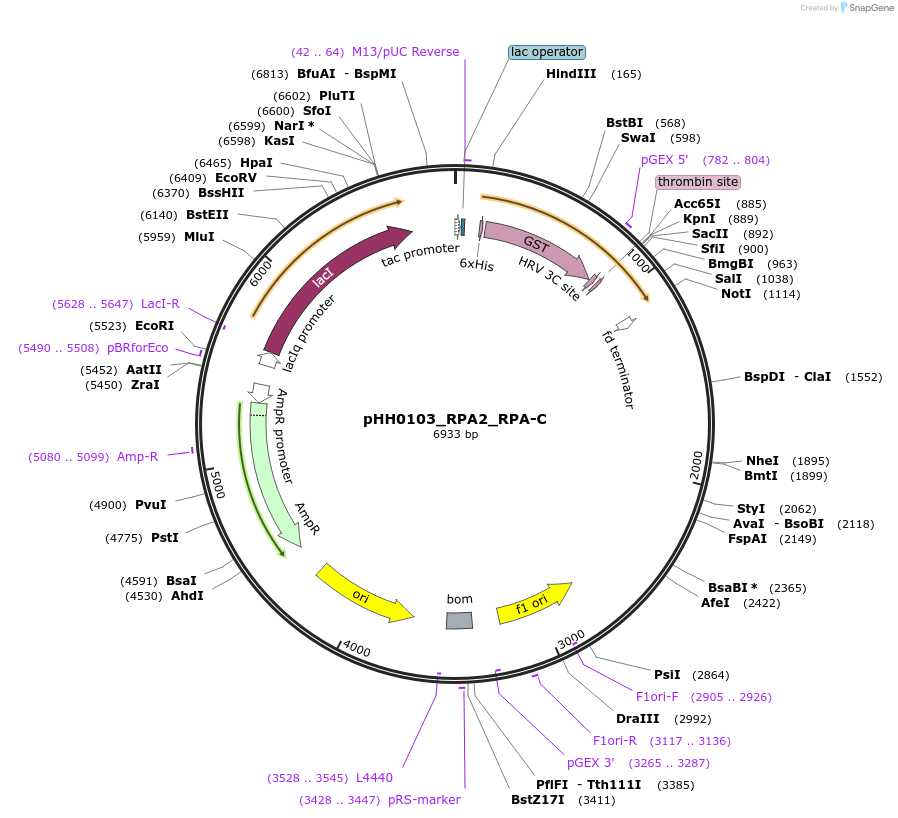 109795-plasmid-map-sequence-id-213646
