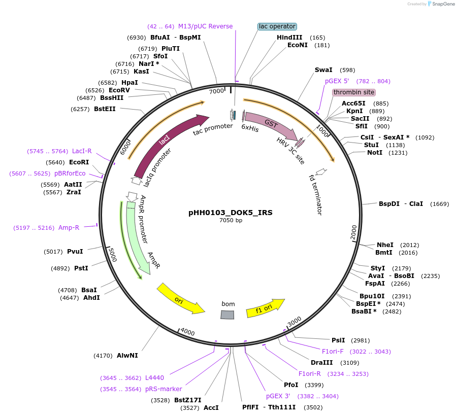 109797-plasmid-map-sequence-id-213647