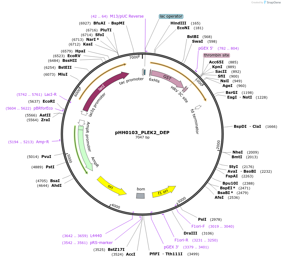 109798-plasmid-map-sequence-id-213648