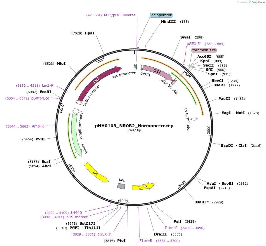 109801-plasmid-map-sequence-id-213649