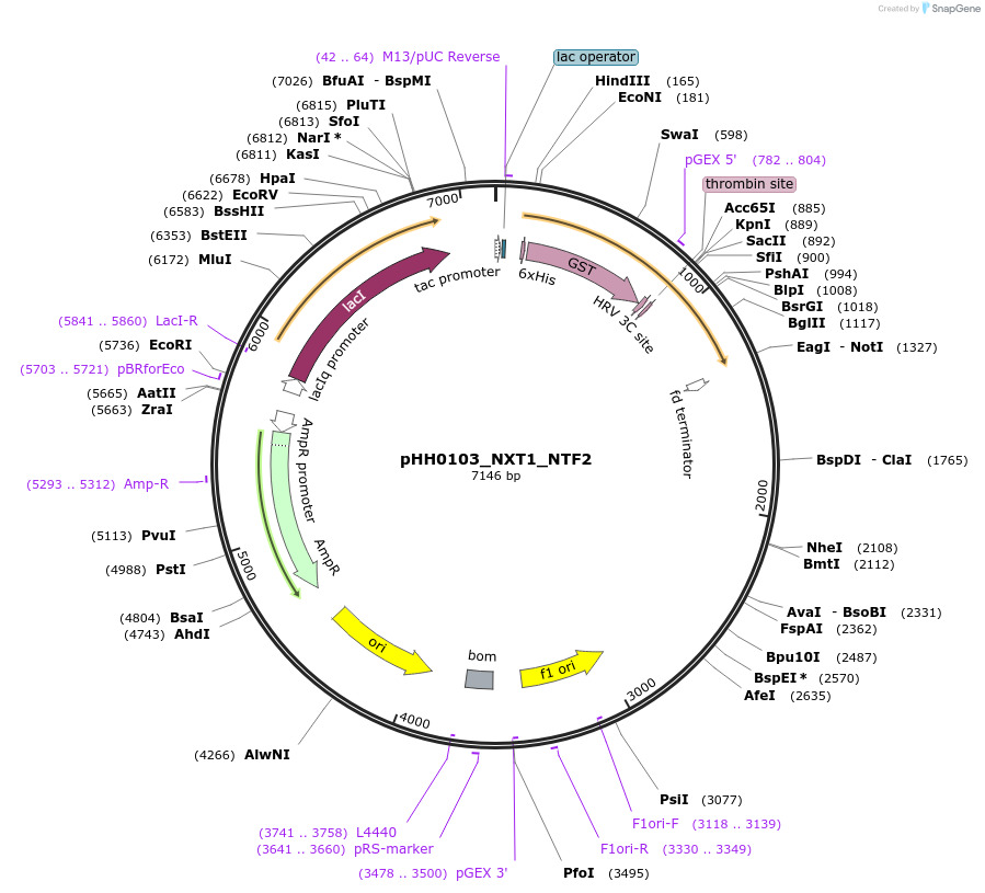 109803-plasmid-map-sequence-id-213651