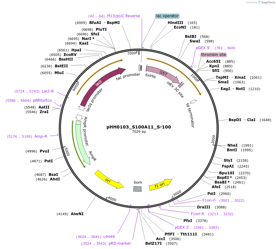 109804-plasmid-map-sequence-id-213653
