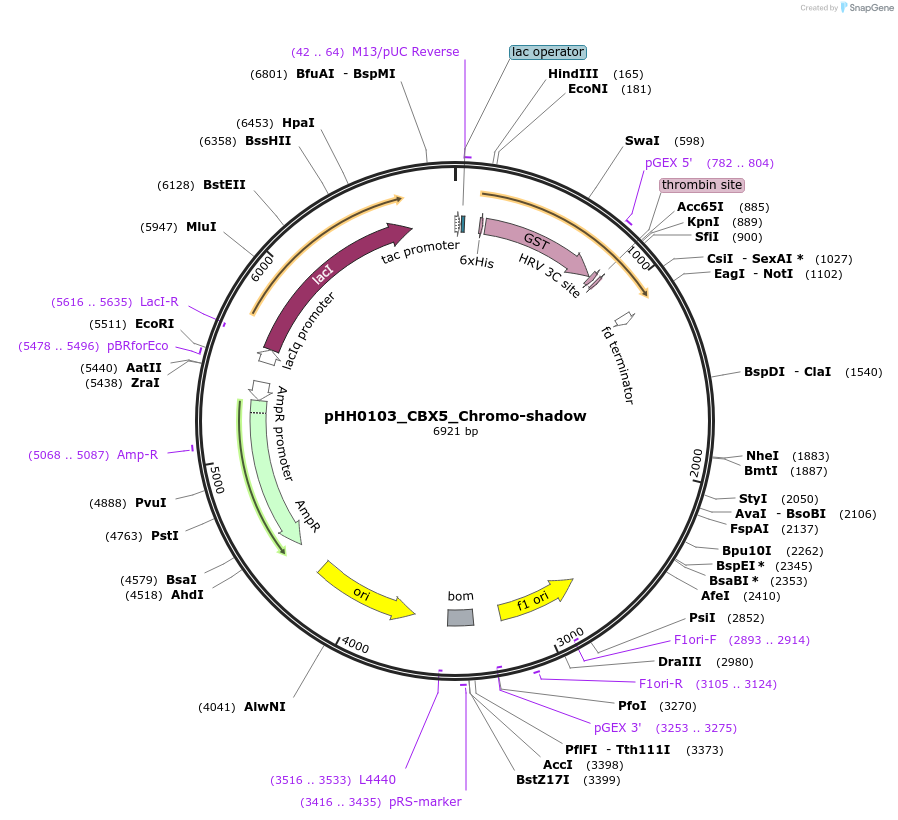 109805-plasmid-map-sequence-id-213654