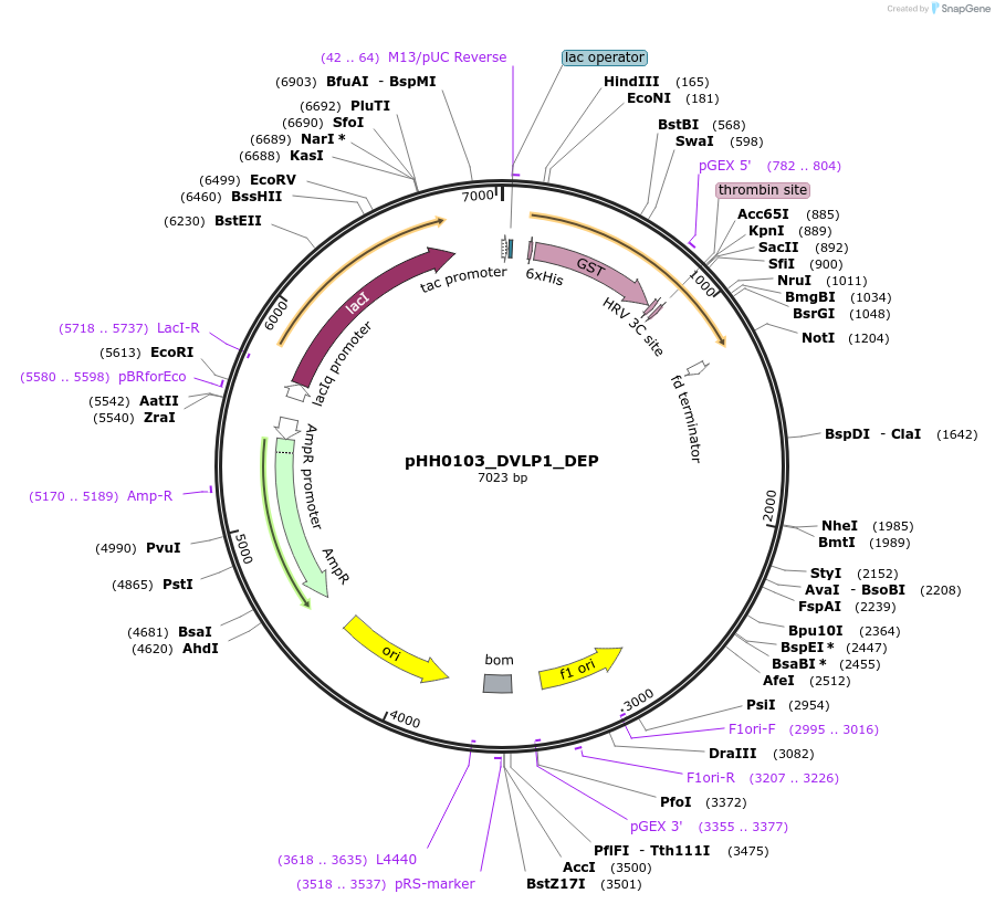 109806-plasmid-map-sequence-id-213655