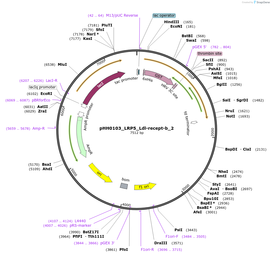 109807-plasmid-map-sequence-id-213656