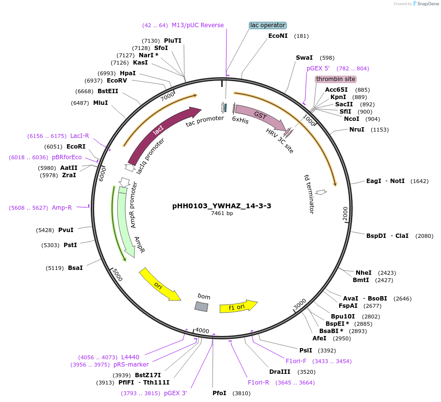 109808-plasmid-map-sequence-id-213658