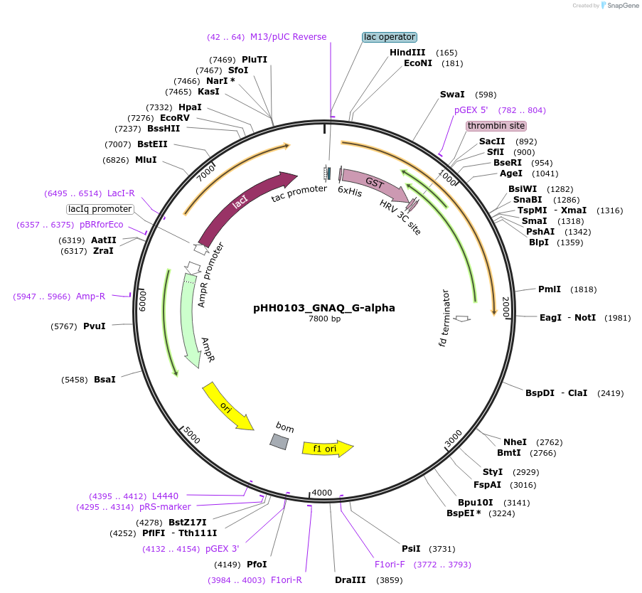 109809-plasmid-map-sequence-id-213660
