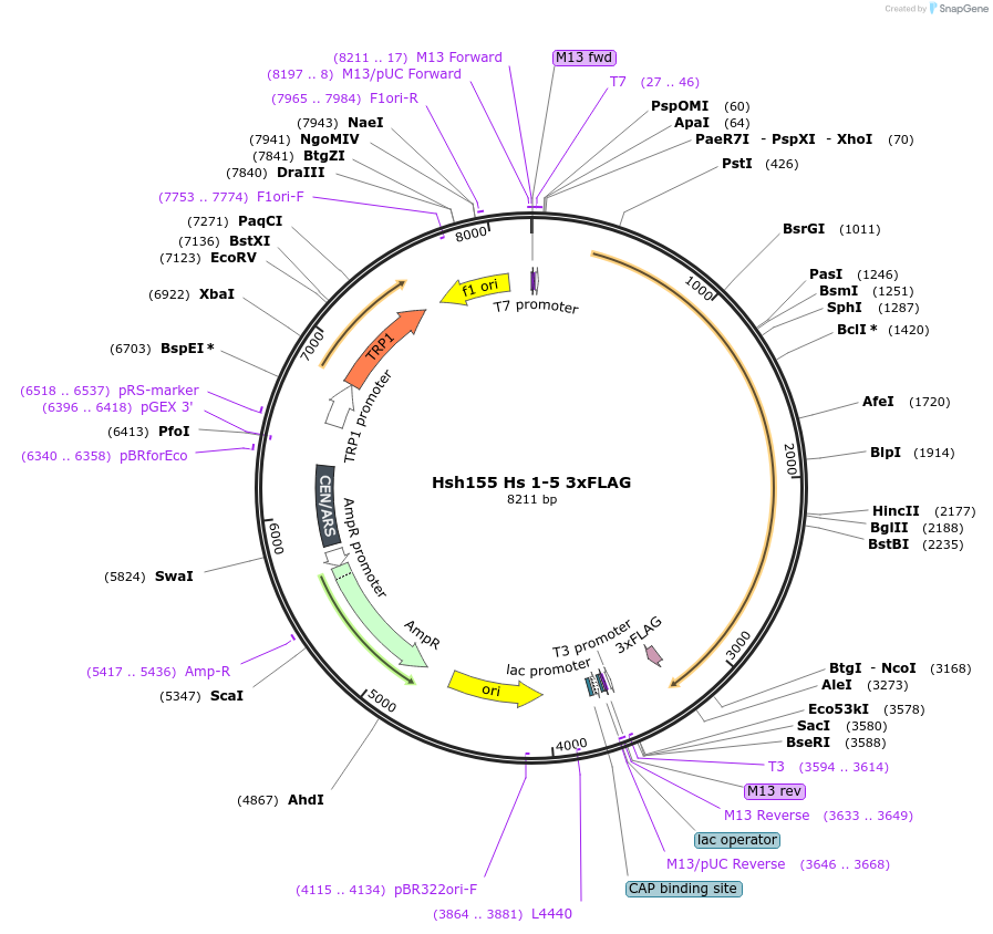 111963-plasmid-map-sequence-id-213669