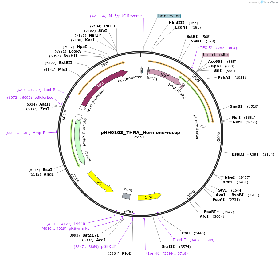 109810-plasmid-map-sequence-id-213672