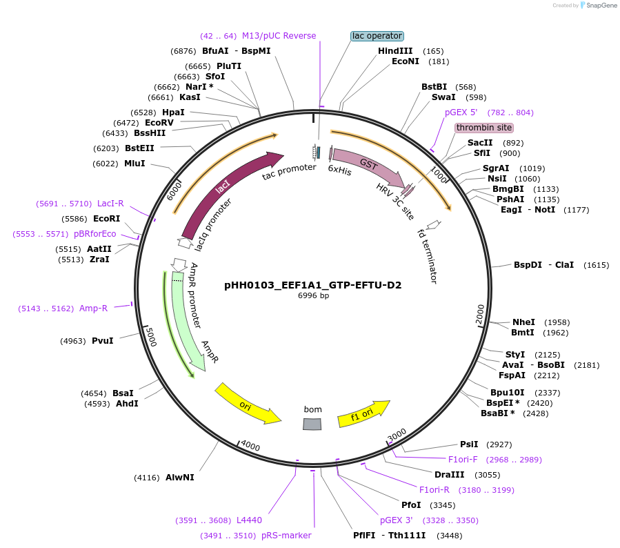 109811-plasmid-map-sequence-id-213674