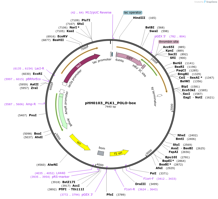 109812-plasmid-map-sequence-id-213675