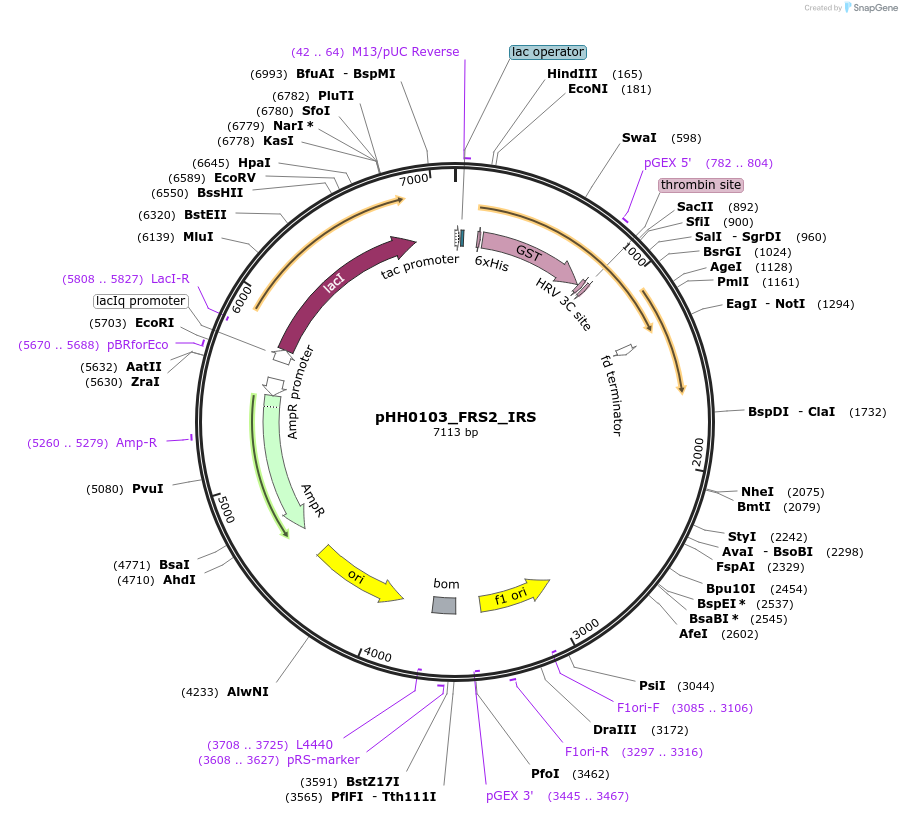 109815-plasmid-map-sequence-id-213681
