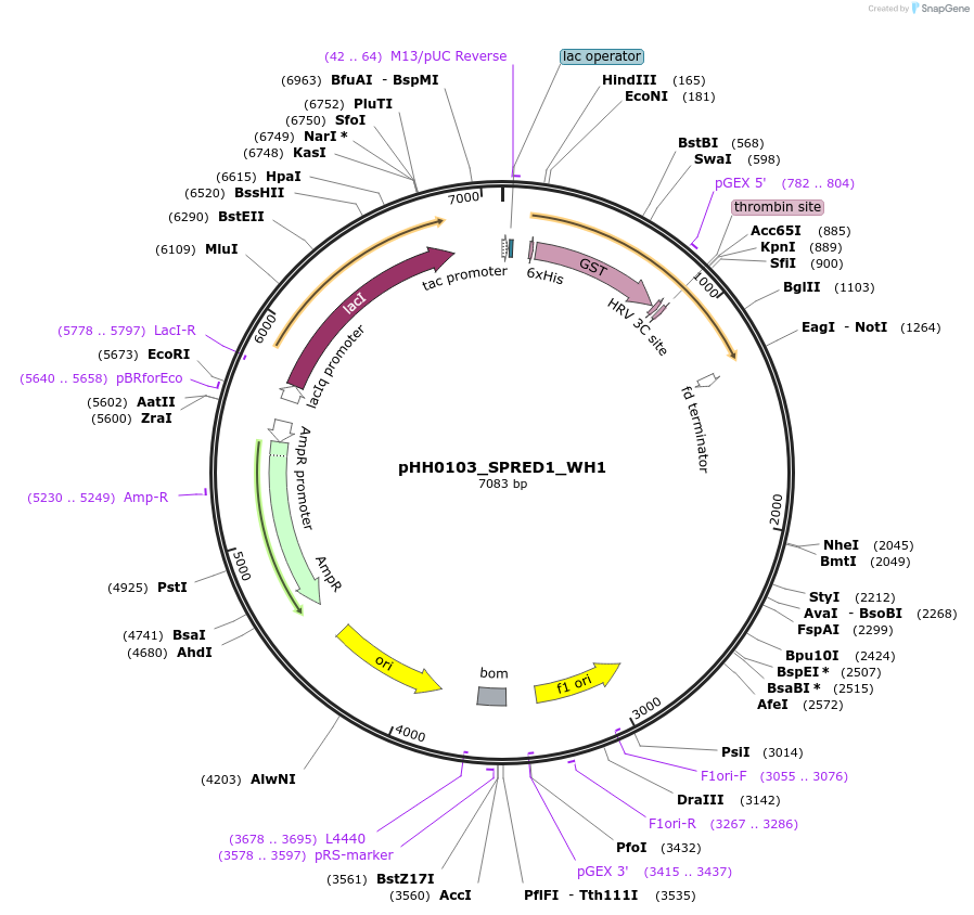 109816-plasmid-map-sequence-id-213682