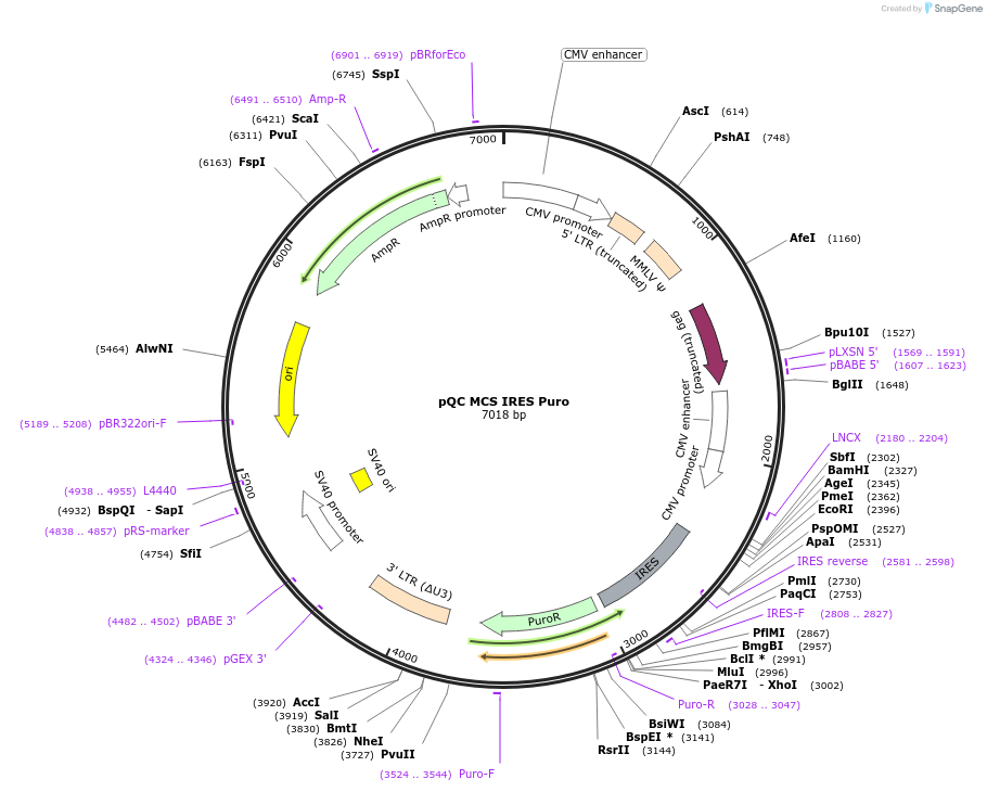 110343-plasmid-map-sequence-id-213694