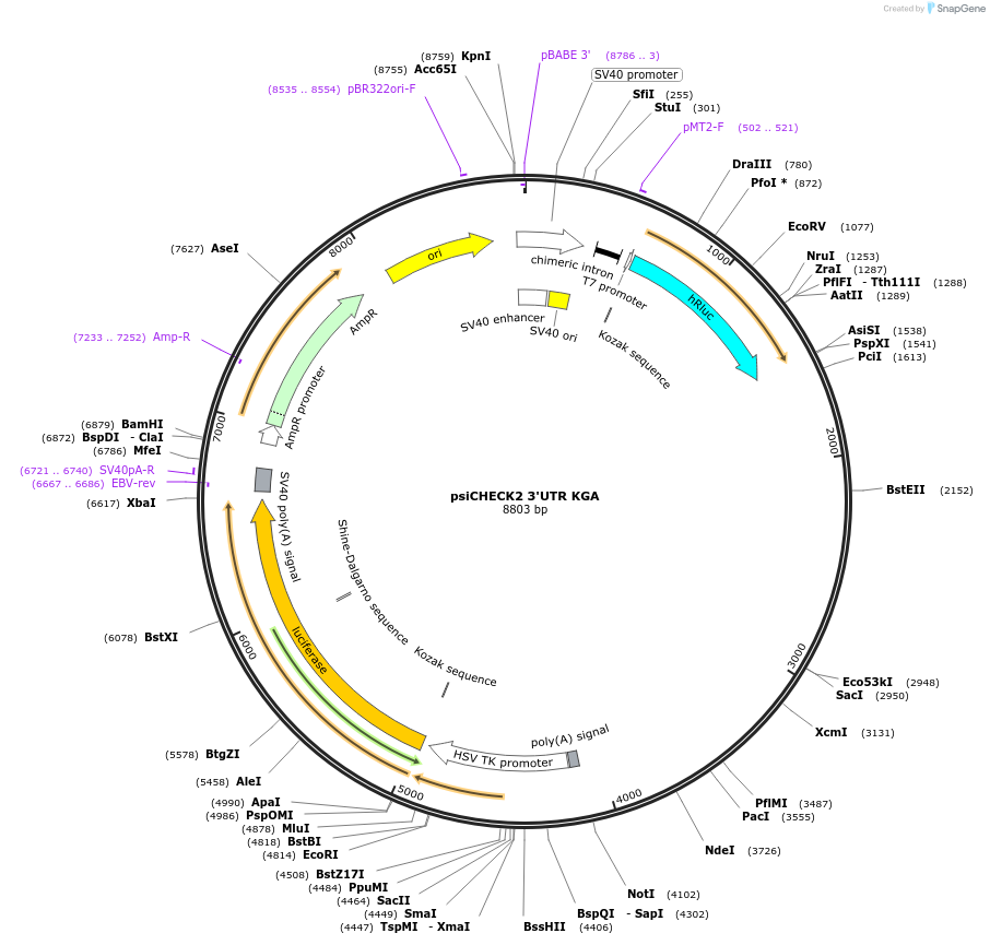 110402-plasmid-map-sequence-id-213697