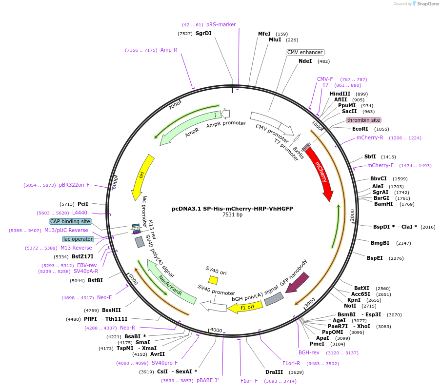 112157-plasmid-map-sequence-id-213698