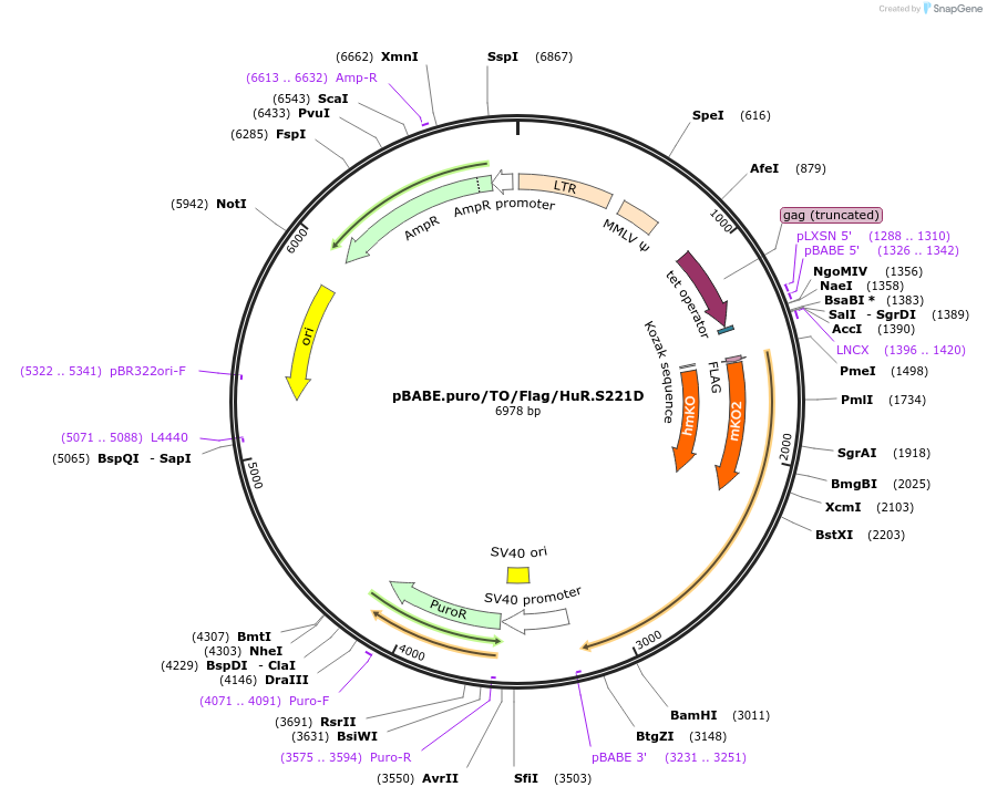 110355-plasmid-map-sequence-id-213699