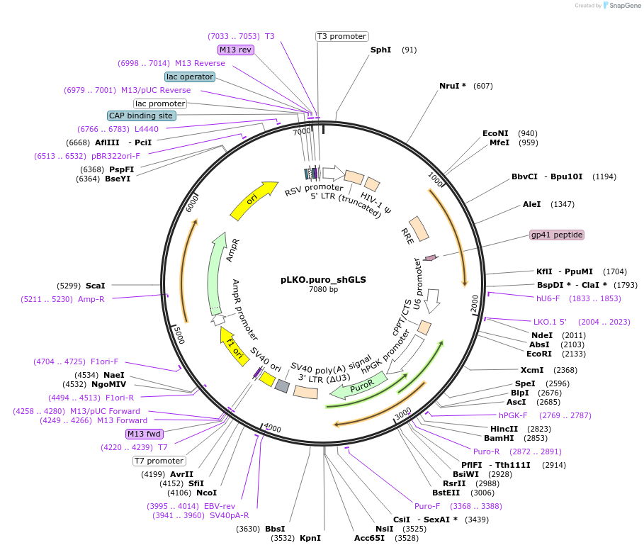 110335-plasmid-map-sequence-id-213701