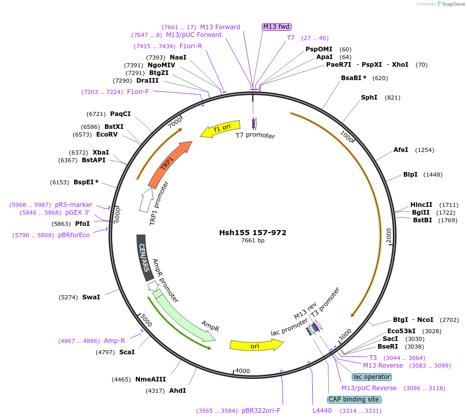 111990-plasmid-map-sequence-id-213704