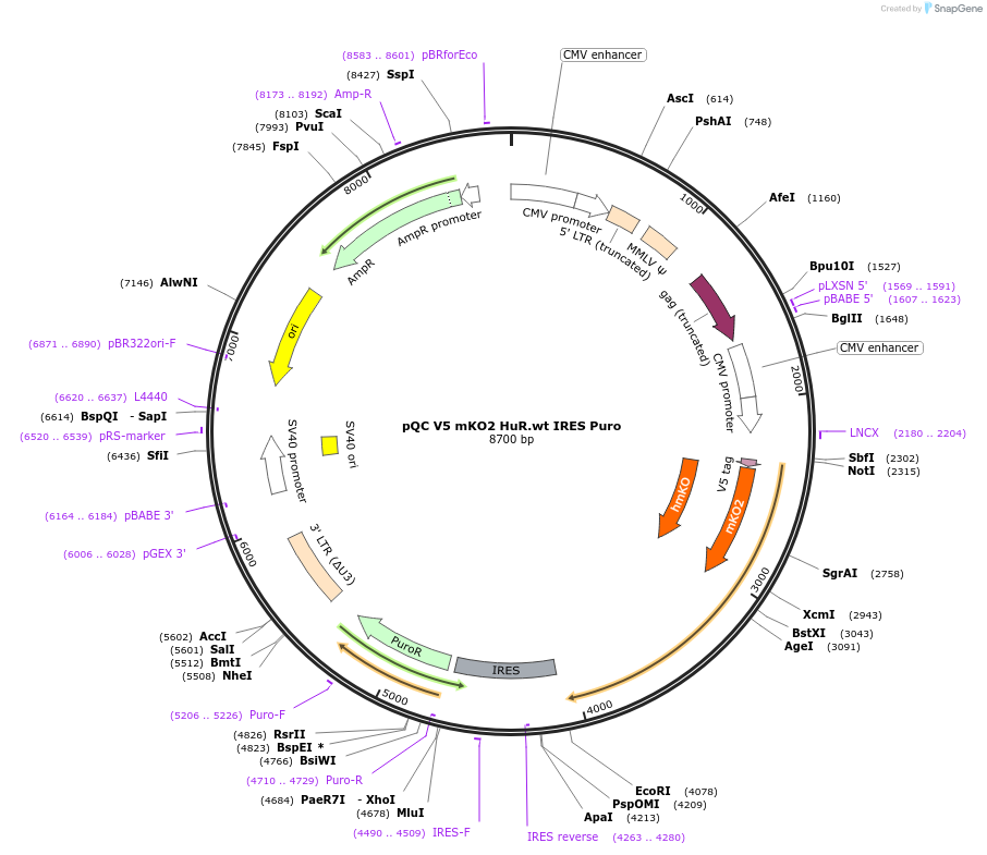 110387-plasmid-map-sequence-id-213705