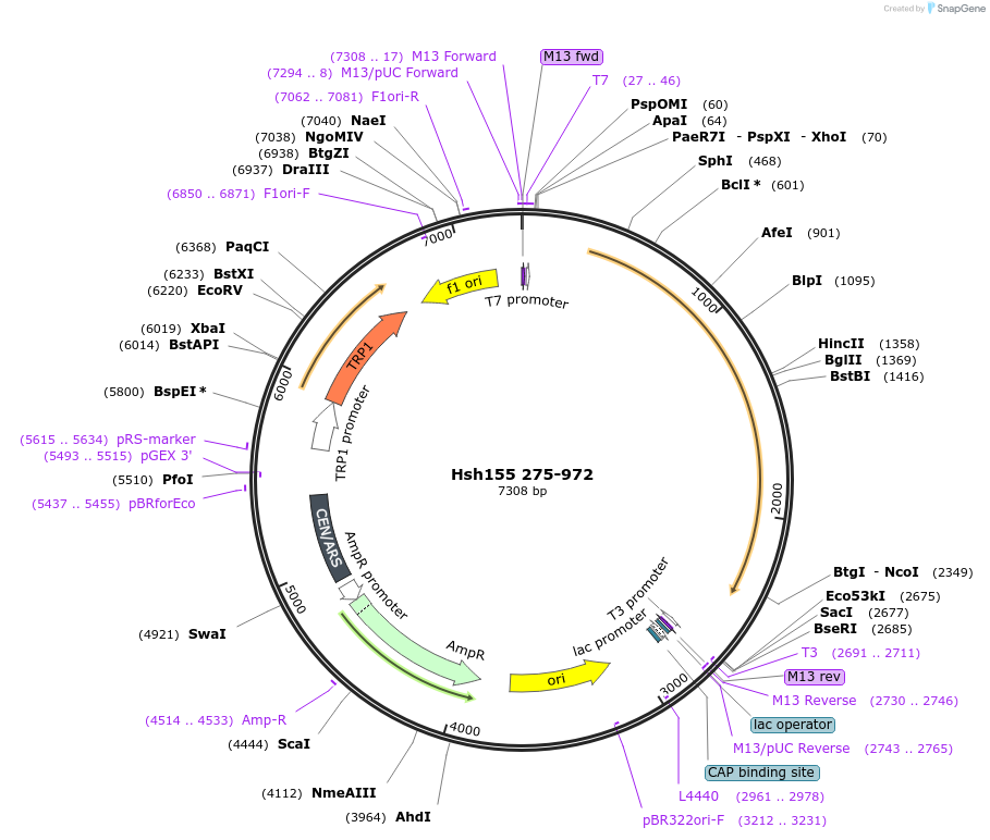 111993-plasmid-map-sequence-id-213707