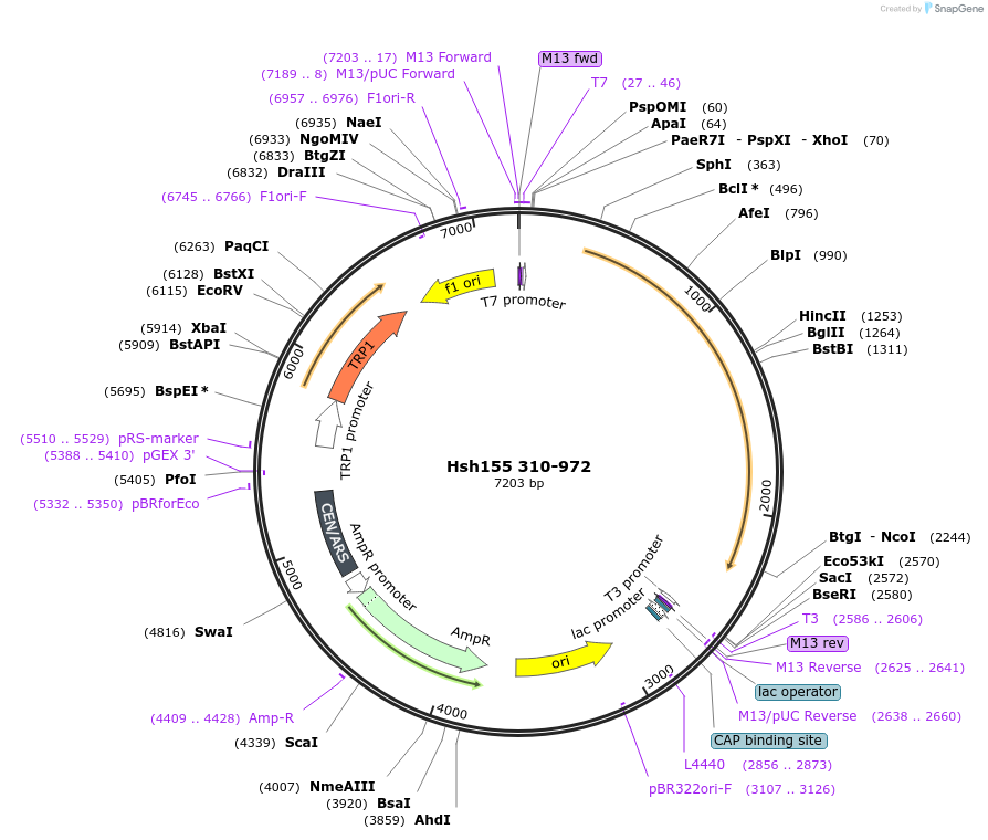 111994-plasmid-map-sequence-id-213710