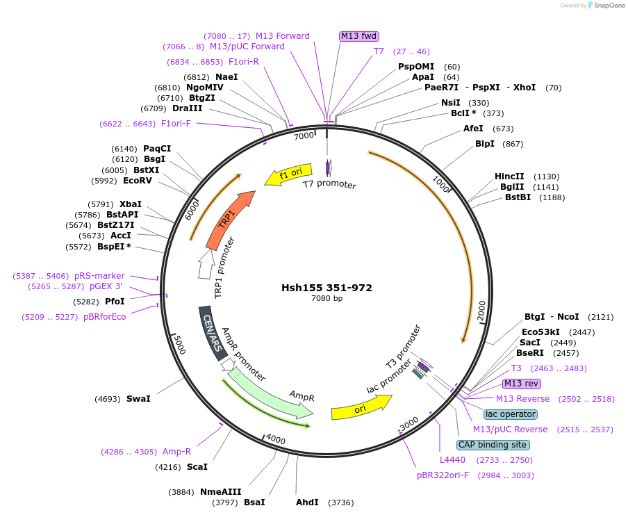 111995-plasmid-map-sequence-id-213713