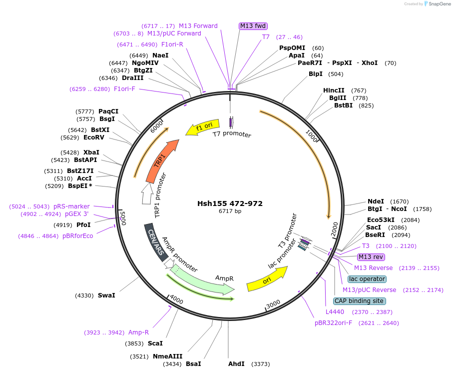 111996-plasmid-map-sequence-id-213715