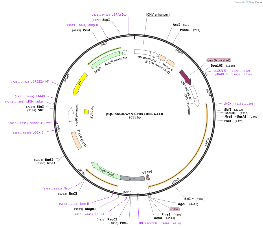 110390-plasmid-map-sequence-id-213716