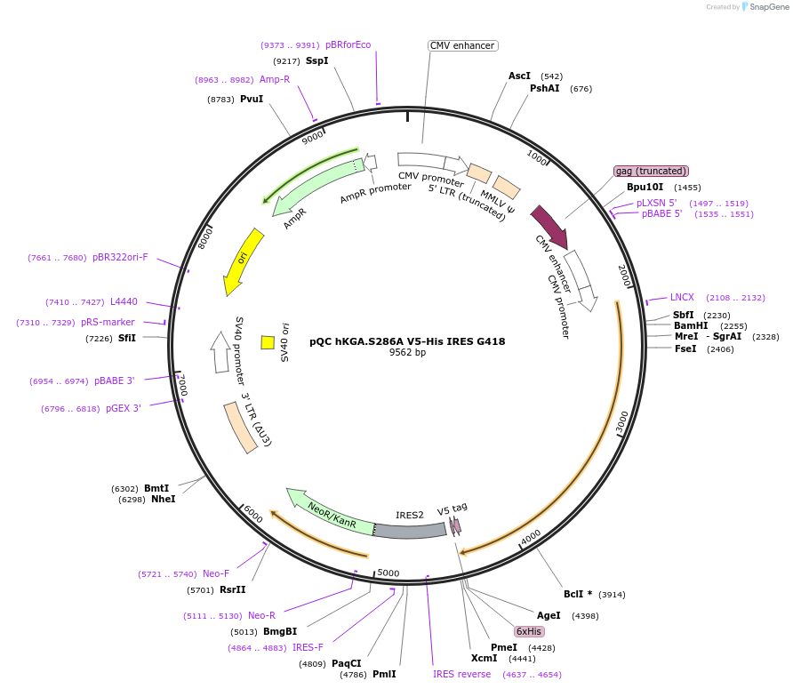 110391-plasmid-map-sequence-id-213717