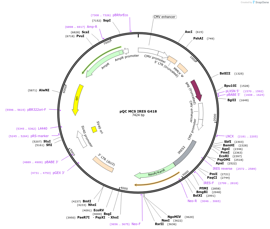 110344-plasmid-map-sequence-id-213718