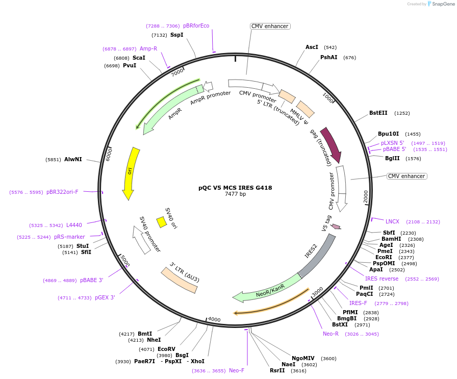 110345-plasmid-map-sequence-id-213720
