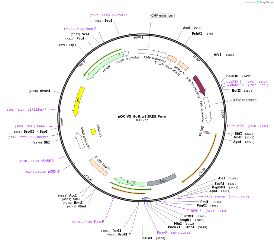 110386-plasmid-map-sequence-id-213721