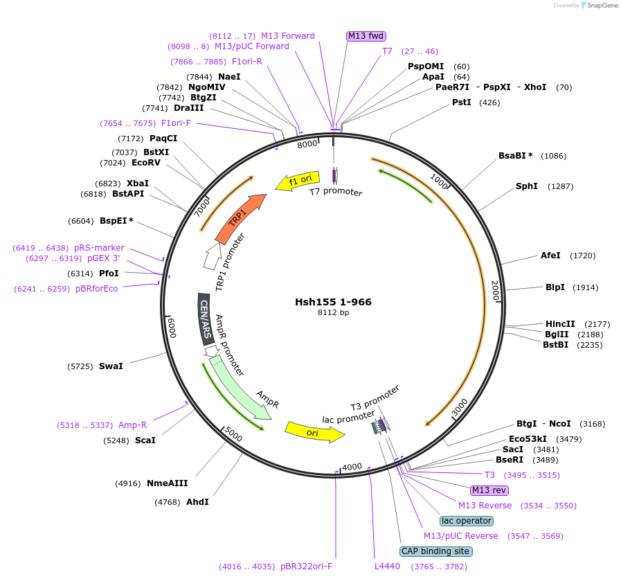 111997-plasmid-map-sequence-id-213722