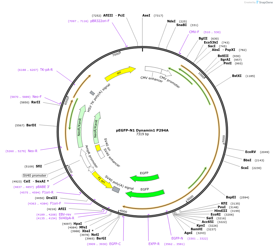 112102-plasmid-map-sequence-id-213724