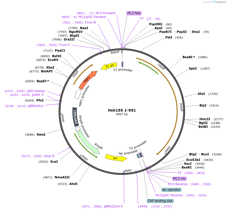 112001-plasmid-map-sequence-id-213726