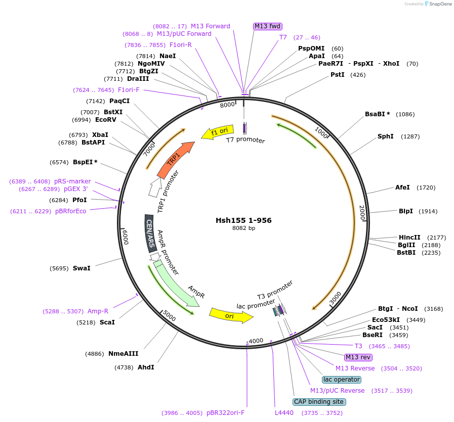 111999-plasmid-map-sequence-id-213727