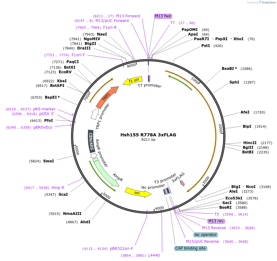111979-plasmid-map-sequence-id-213728
