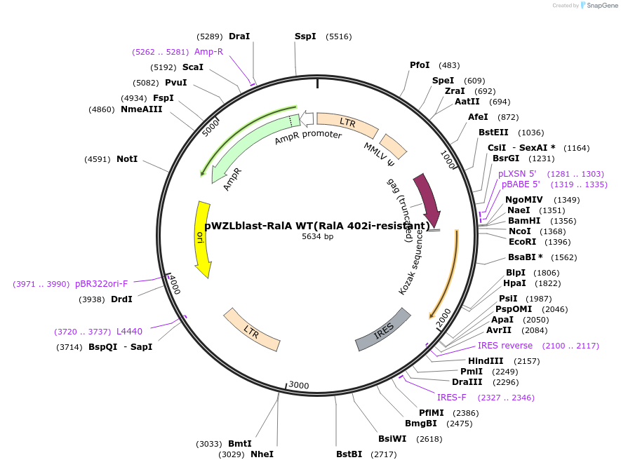 11124-plasmid-map-sequence-id-213734