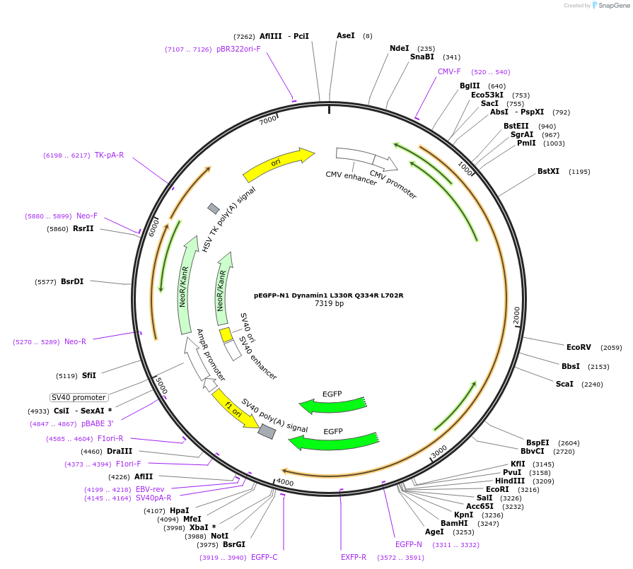 112105-plasmid-map-sequence-id-213736